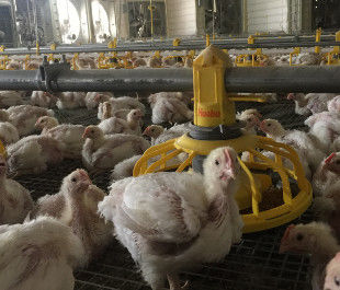 Poultry Farm Shed Ground Broiler Poultry Equipment