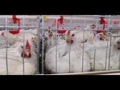 Automatic Poultry Drinking Line Chicken Nipple Drinker Cup