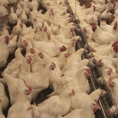 Nhà nuôi gà Thiết bị gia cầm thương mại Hệ thống chăn nuôi trên mặt đất cho gà thịt