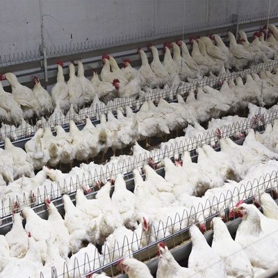 Thiết bị nuôi Gia cầm Hệ thống cho ăn bằng chảo tự động Người chăn nuôi Gà bố mẹ Uống rượu